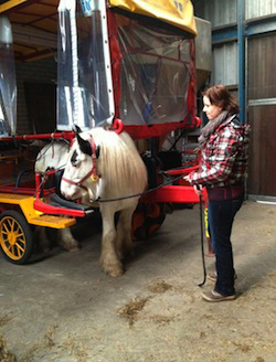 foto_huifbed_paard_kennismaking