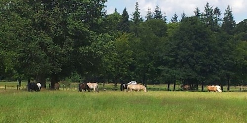 foto_paarden_in_weiland
