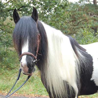 paard_bandit