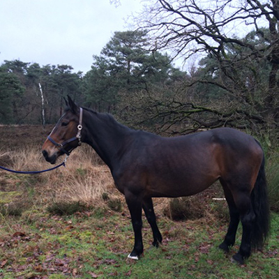 paard_bay