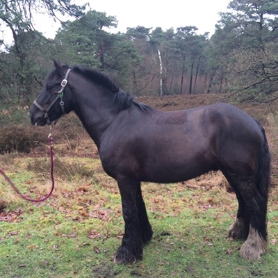 paard_boston