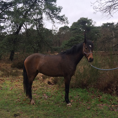 paard_dorus