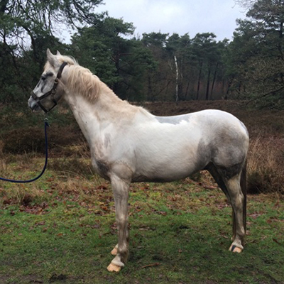 paard_felix