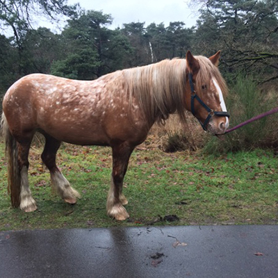 paard_ide