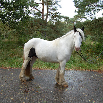 paard_kildare