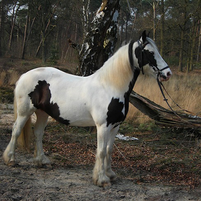 paard_morag