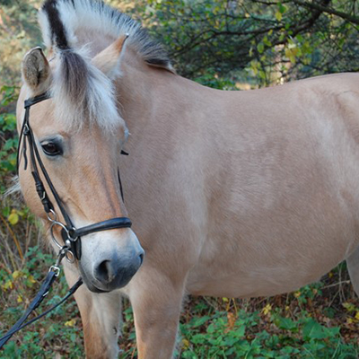paard_neeltje
