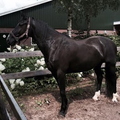 paard_ollie