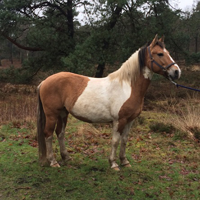 paard_thirza