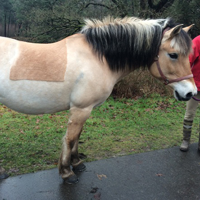 paard_yjelle