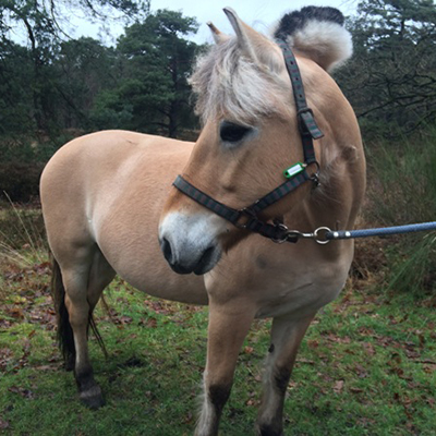 paard_yvonne