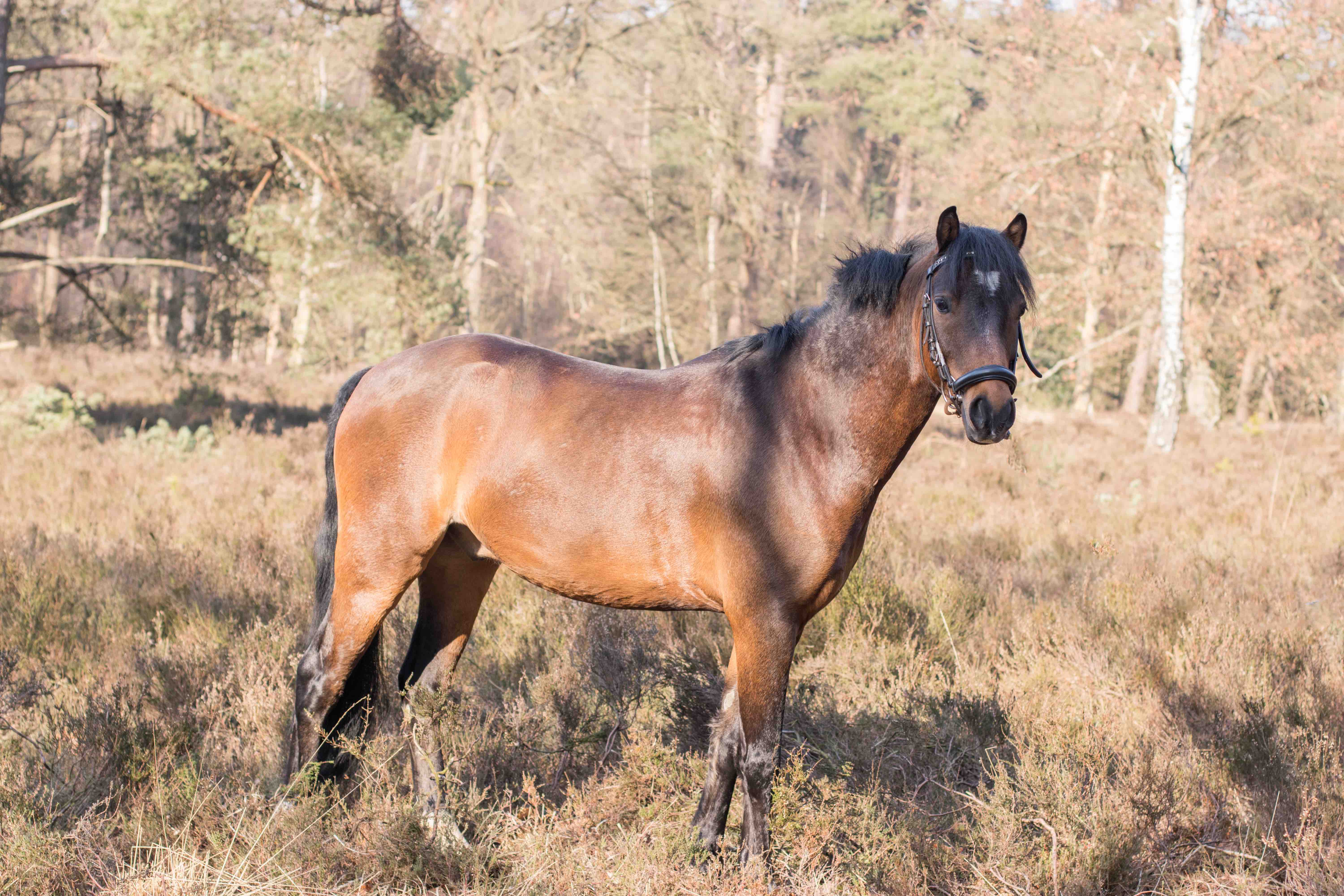 Dorus 99