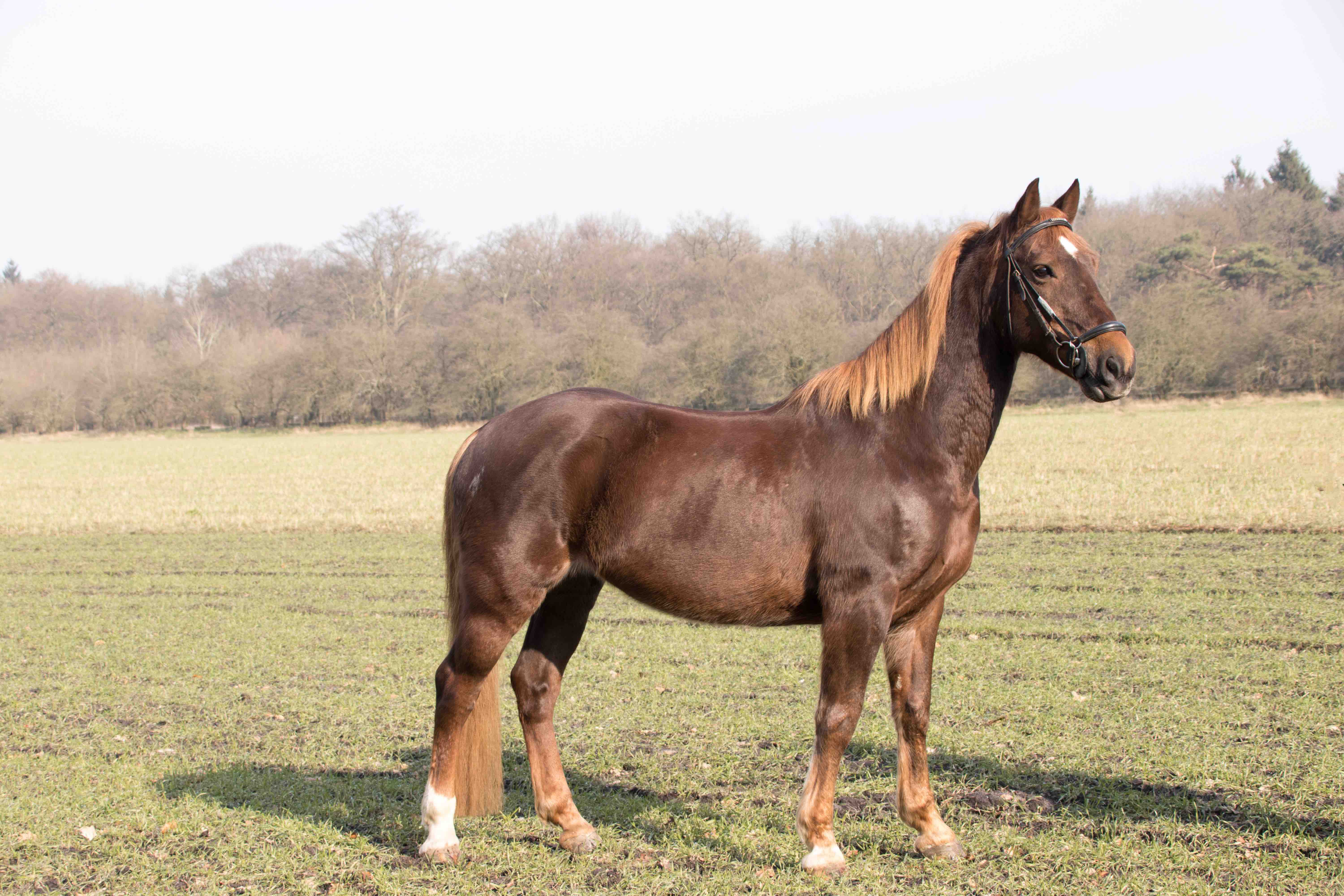 Gerrit 130